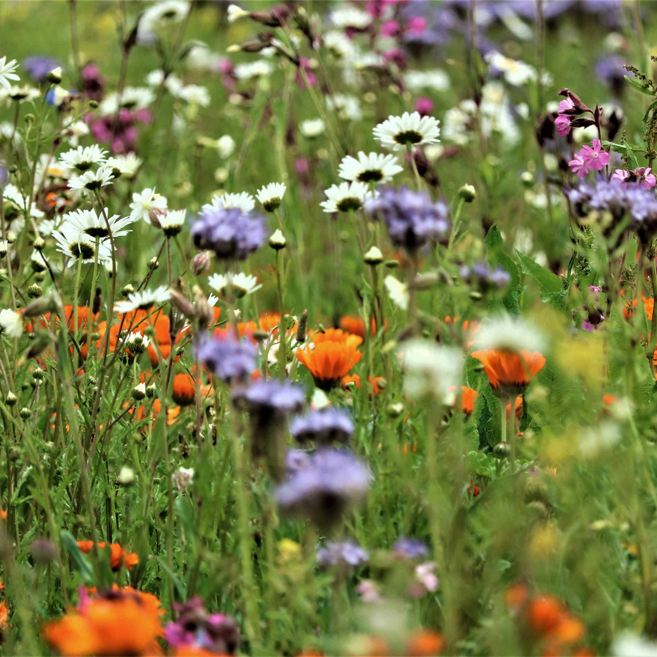Biodiversitet-mark-kvadrat